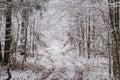 Dirt road crossing snowy deciduous stand