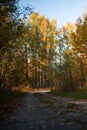 Dirt road cutting through a forest of trees, illuminated by the golden hues of a setting sun. Royalty Free Stock Photo