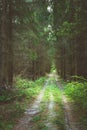 A dirt road through a dark coniferous forest Royalty Free Stock Photo