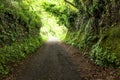 Dirt road through dark forest Royalty Free Stock Photo