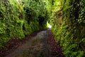 Dirt road through dark forest Royalty Free Stock Photo