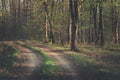 A dirt road through a dark forest and sunshine Royalty Free Stock Photo