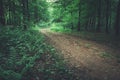 A dirt road through a dark green forest and light at the end of the road Royalty Free Stock Photo