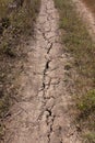 Dirt road with deep cracks in soil, dry grass and dust during a drought, perspective view, hot sunny summer day without rain Royalty Free Stock Photo