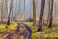 Dirt road with deep tracks in spring forest_ Royalty Free Stock Photo