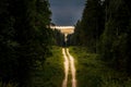 Dirt road through dense pine forest at sunset.