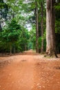 Dirt road through dense rainforest in Cambodia