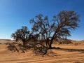 Dirt road in desert. Sand road to Sossusvlei Deadvlei. Lonely tree. Royalty Free Stock Photo