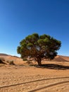 Dirt road in desert. Sand road to Sossusvlei Deadvlei. Lonely tree. Royalty Free Stock Photo