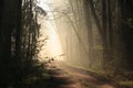 A Dirt Road Through The Early Spring Deciduous Forest Lit By Morning Sun In Foggy Weather Oak Trees Covered With First Leaves
