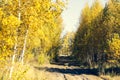 Dirt road at the edge of the forest Royalty Free Stock Photo