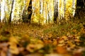 Dirt road at the edge of the forest Royalty Free Stock Photo