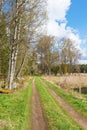 Dirt road at the edge of the forest Royalty Free Stock Photo