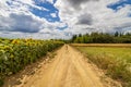 A dirt road Royalty Free Stock Photo