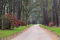 Dirt Road Charleston SC Lowcountry South Carolina