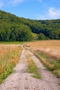Dirt Road On A Farm Land Leading Into A Green Forest With Blue Sky Background. Rough Path With A Yellow Wheat Field On A