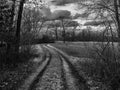 Dirt Road through Field and Forest Monochrome
