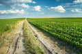 Dirt Road Through A Field With Sugar Beets Towards The Horizon, White Clouds On A Blue Sky