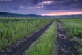 Dirt road in field of wheat at sunset Royalty Free Stock Photo