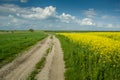 Dirt road by a field of yellow rapeseed and clouds on the sky Royalty Free Stock Photo