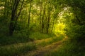 Path Through The Magic Forest, Summer scene, Dirt road, country. valley countryside road between green meadows. Rural spring, Royalty Free Stock Photo