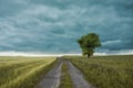 Dirt Road through a Fields with Dry Grain,  Lonely Tree and Stormy Clouds Royalty Free Stock Photo