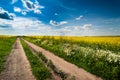 Dirt Road in Fields of in Bloom under cloudly sky Royalty Free Stock Photo