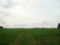 A dirt road on a flat lush green field of grass at the end of the day under a sky with clouds. The ruts of the road cut through a Royalty Free Stock Photo