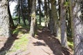 dirt road through the forest around Laguna Cuicocha, beautiful lagoon inside the crater of the Cotacachi volcano Royalty Free Stock Photo