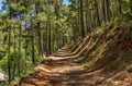 Dirt road in the forest with beautiful shadows Royalty Free Stock Photo