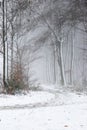 Dirt road in the forest covered in snow and fog during winter time in the south of the Netherlands. The snow sticks against the tr Royalty Free Stock Photo