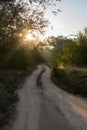 A dirt road through the forest at dawn, the rays of the sun break through the foliage.