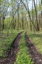 Dirt road in forest Royalty Free Stock Photo