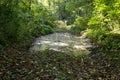 Dirt road through the forest with large mud puddles Royalty Free Stock Photo