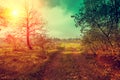 Dirt road in the forest in misty morning at sunrise