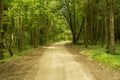 Dirt road in the forest. Path in the green light summer forest. Travel, nature, adventure concept.