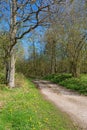 Dirt road through the forest with spring greenery Royalty Free Stock Photo