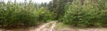 Dirt road in the forest -- spring summer landscape, panorama Royalty Free Stock Photo