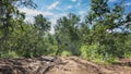 Dirt road in the forest. There are deep ruts on the clay