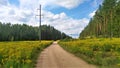 The dirt road goes through a forest clearing along a high-voltage power line with concrete poles amidst a thicket of weeds of Cana Royalty Free Stock Photo