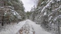 The dirt road goes through a pine forest. After the snowfall, everything around is covered with snow. The snow has melted on the r