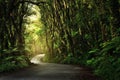 Dirt road going through thick, lush jungle