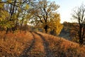 dirt road golden autumn sun