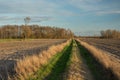 Dirt road with grass through plowed fields, a copse with trees without leaves and clouds on a sky