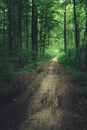 A dirt road through a green dark forest Royalty Free Stock Photo