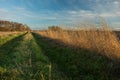 Dirt road with green and dry grass, a copse with trees without leaves and clouds on a sky