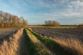 A dirt road with green and dry grass through plowed fields, a copse with trees without leaves and clouds on a blue sky