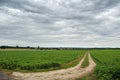 A dirt road in green field leads to the village