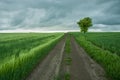 Dirt road through a green fields, lonely tree and cloudy sky Royalty Free Stock Photo