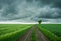 Dirt road through green fields and lonely tree, horizon and dark clouds Royalty Free Stock Photo